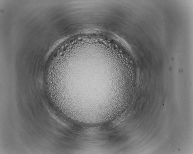 X0000072940155200608111609