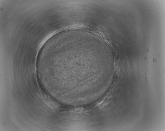 X0000072940196200608111609