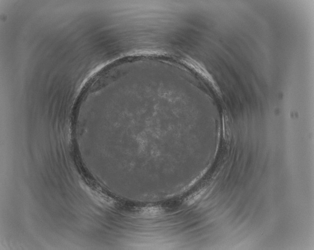 X0000072940204200608111609