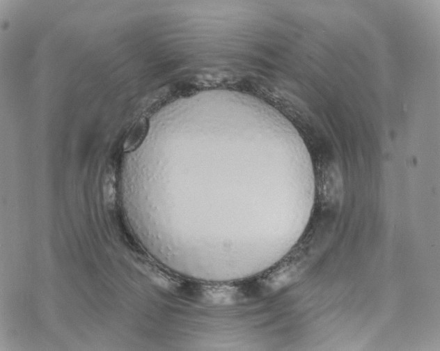 X0000072940226200608111608