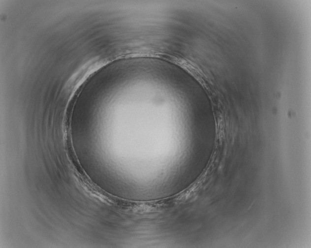 X0000072940290200608111607