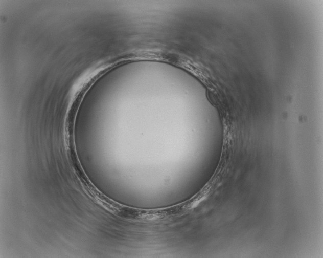 X0000072940294200608111607