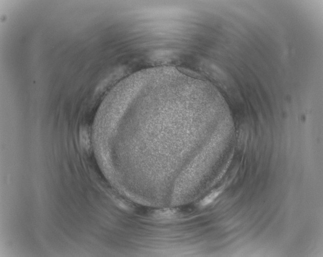 X0000072940335200608111607