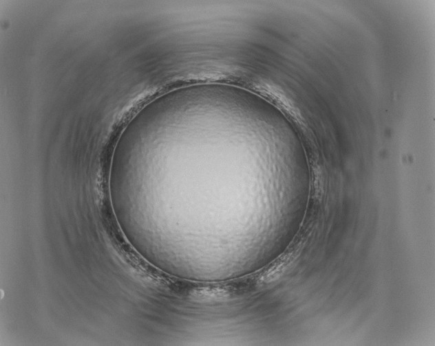 X0000072940354200608111606