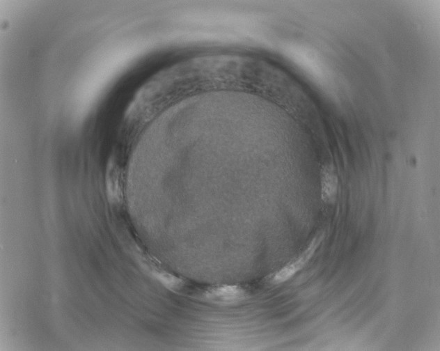 X0000072940431200608111605