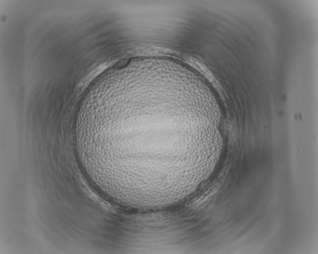 X0000072940433200608111604