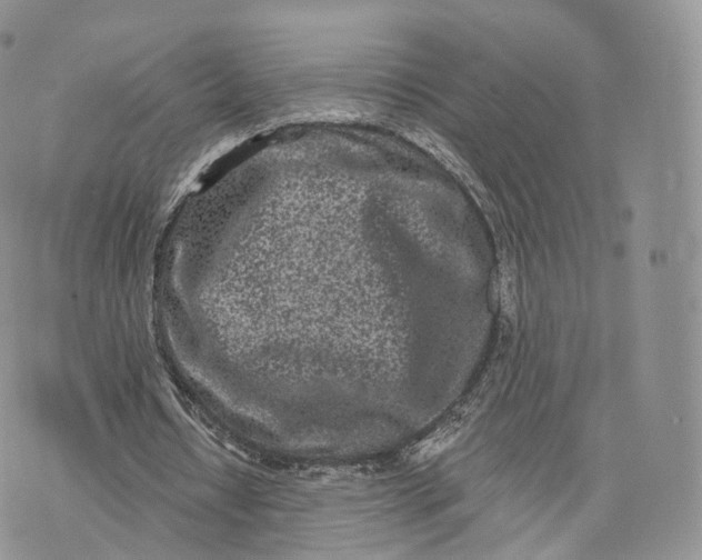 X0000072940434200608111604