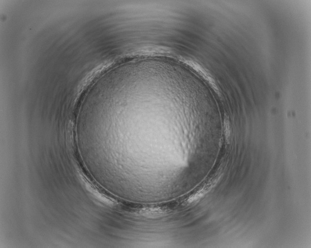 X0000072940445200608111604