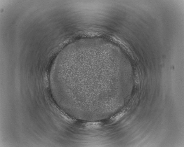 X0000072940465200608111605