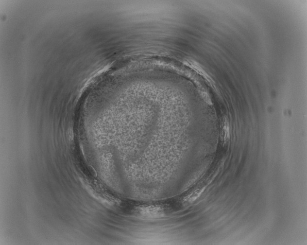 X0000072940500200608111604