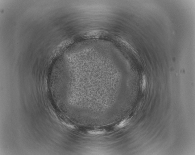 X0000072940504200608111604