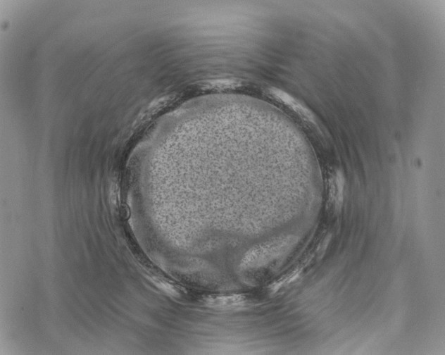 X0000072940517200608111604