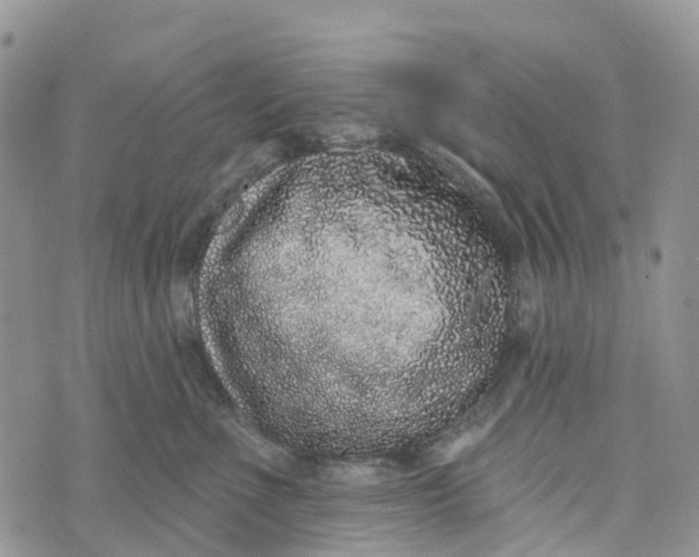 X0000072940523200608111603