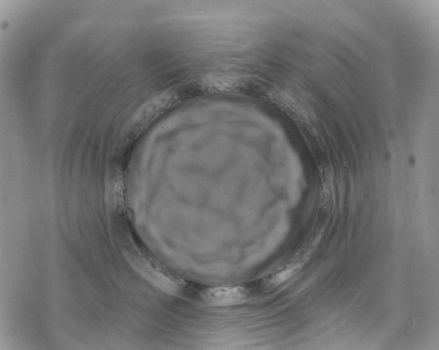 X0000072940526200608111603