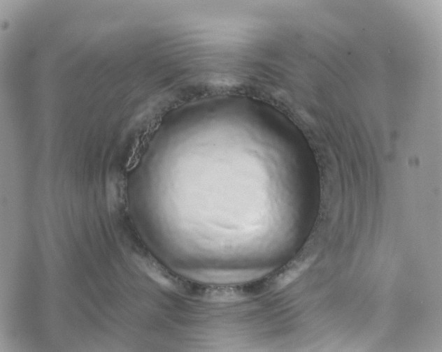 X0000072940528200608111603