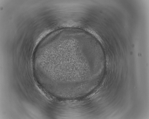 X0000072940626200608111601