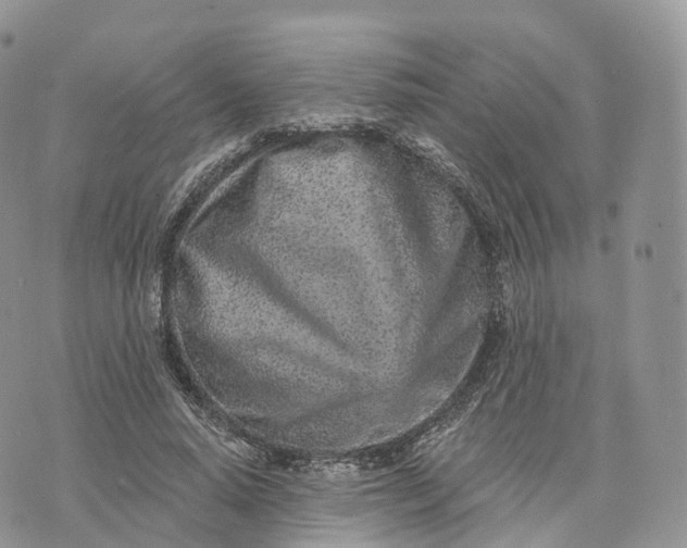 X0000072940640200608111601