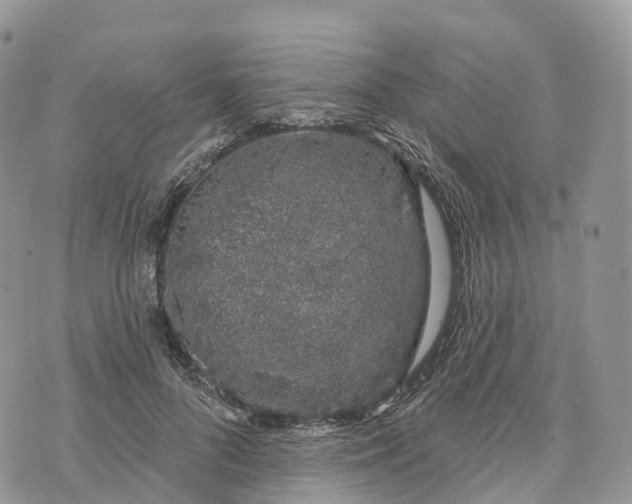 X0000072940696200608111601