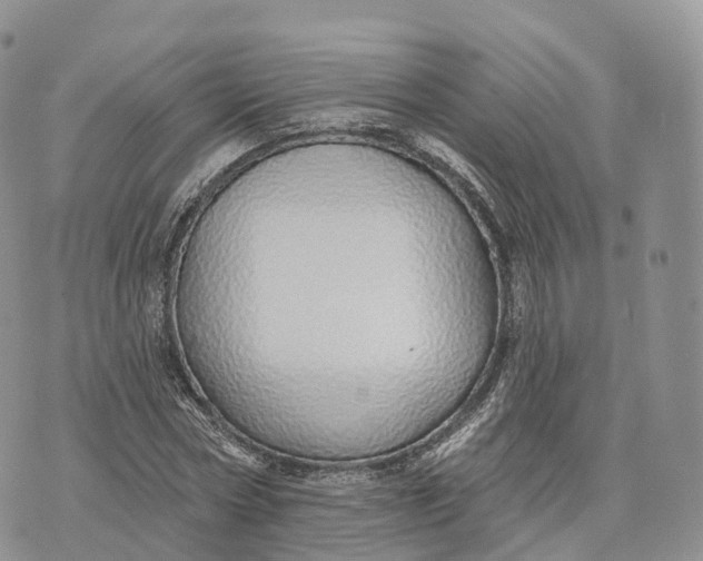 X0000072940778200608111559