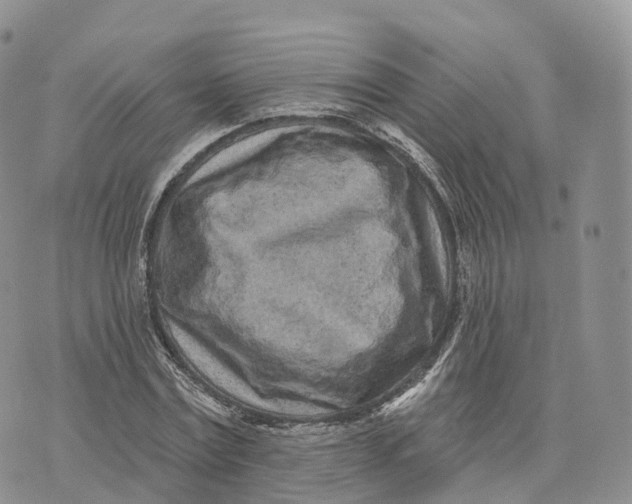 X0000072940779200608111559