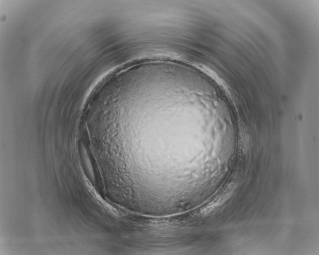 X0000072940799200608111559