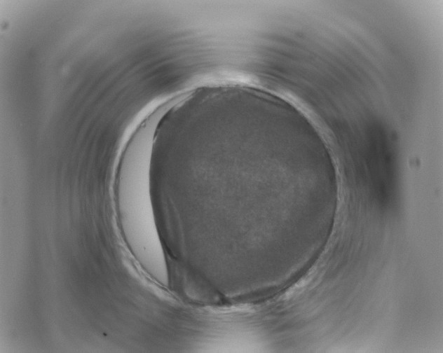 X0000072940864200608111559