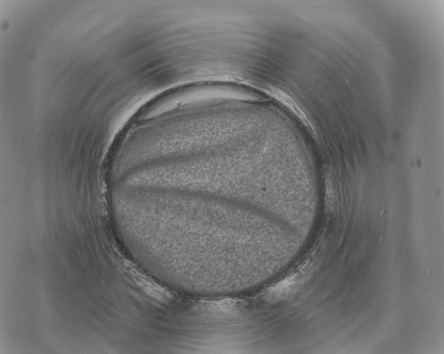 X0000072940926200608111557