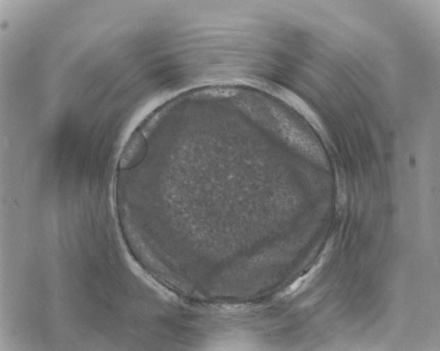 X0000072940958200608111557