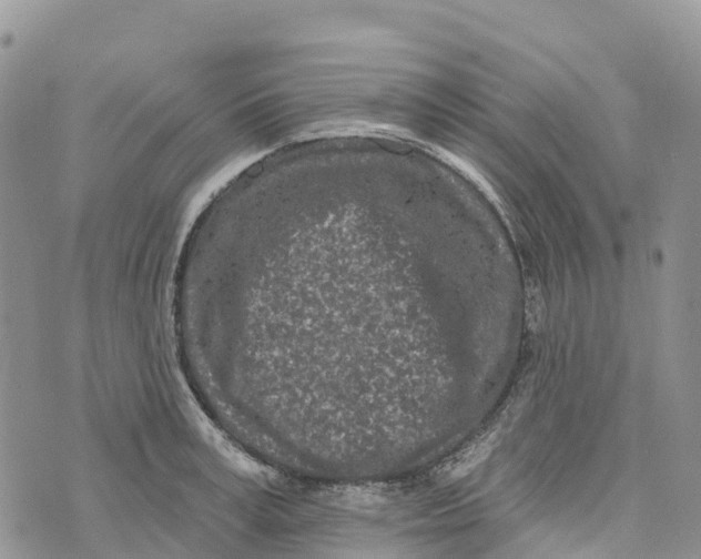 X0000072940995200608111556