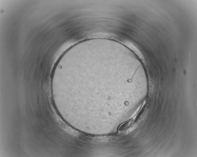 X0000072941000200608111556