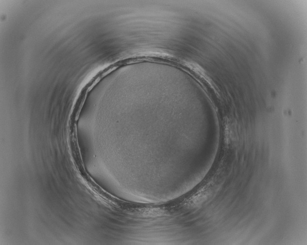 X0000072941024200608111555