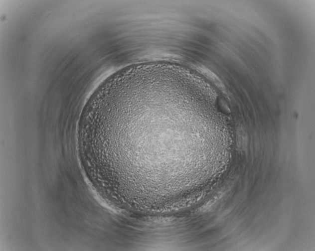 X0000072941039200608111555