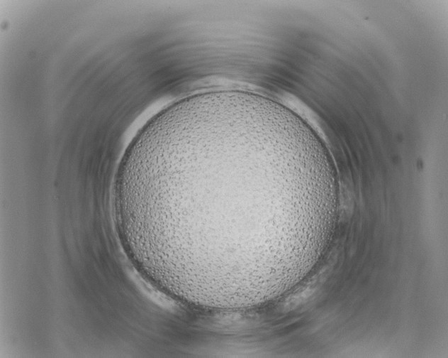 X0000072941098200608111554