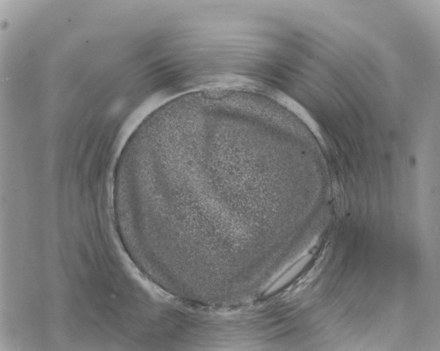 X0000072941099200608111554