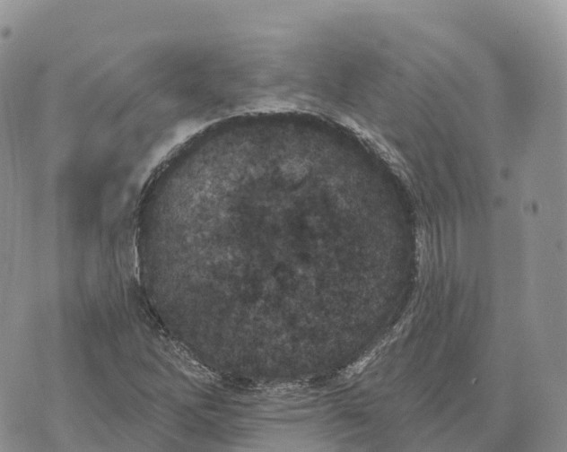 X0000072941262200608111551