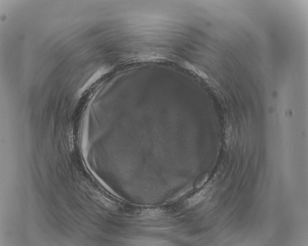 X0000072941306200608111550