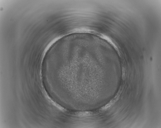 X0000072941331200608111551