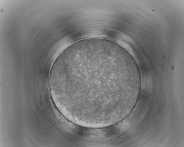 X0000072941338200608111551