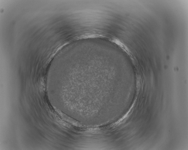 X0000072941353200608111550