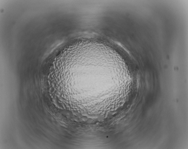 X0000072941399200608111549