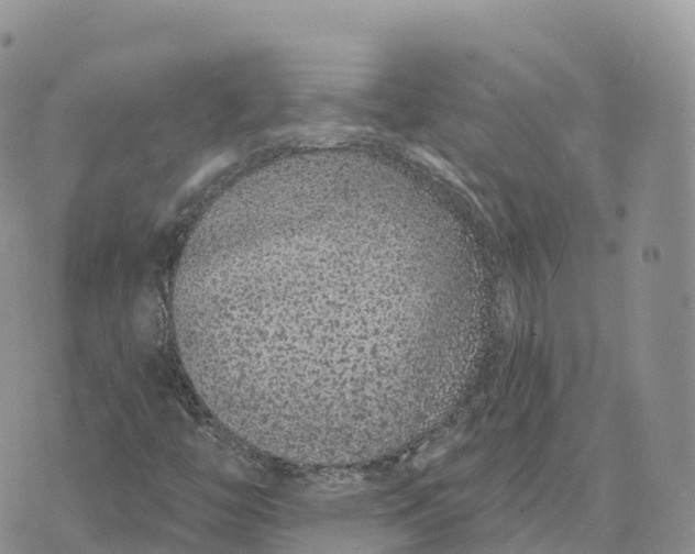 X0000072941446200608111548