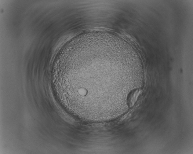 X0000072940049200608181351