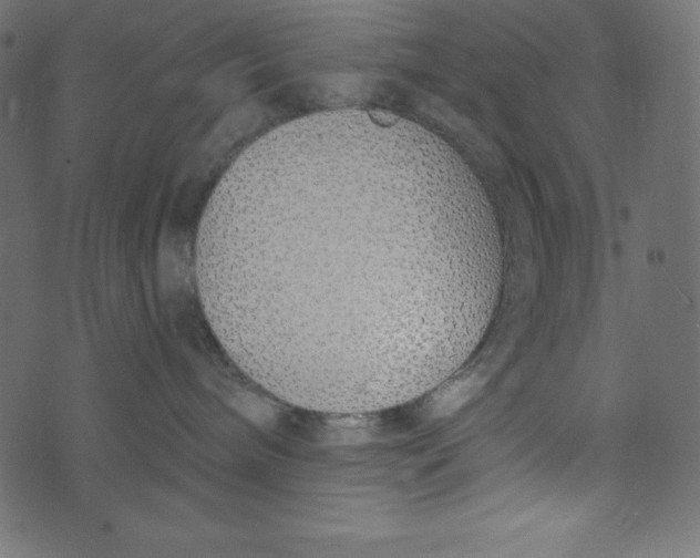 X0000072940240200608181349