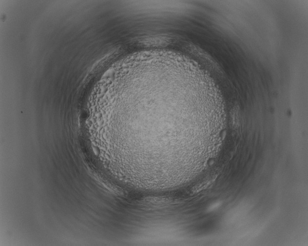 X0000072940733200608181340