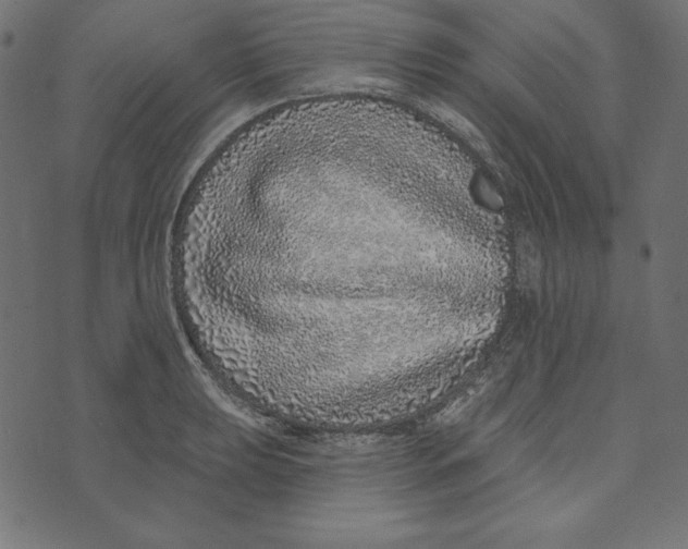 X0000072941039200608181336