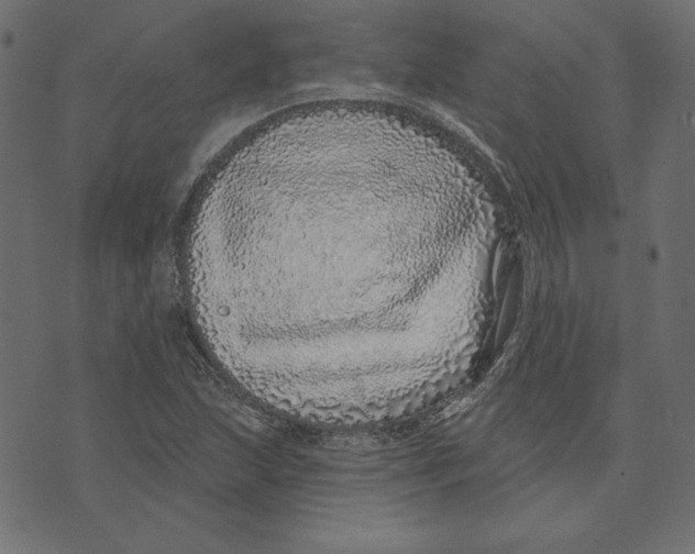 X0000072941215200608181332