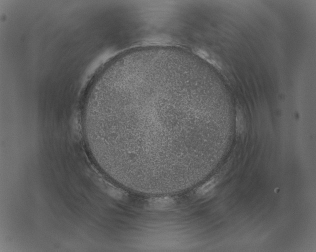 X0000072941454200608181329