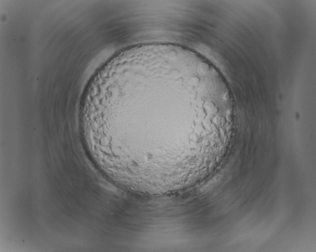 X0000072941477200608181329