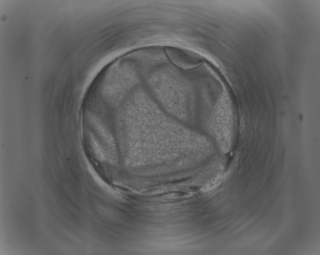 X0000072941515200608181328