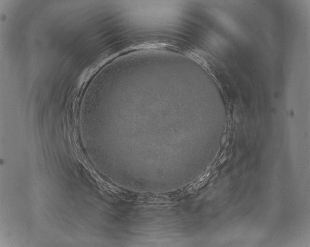 X0000072950337200607211132